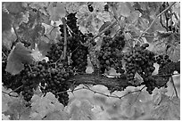 Grapes and red leaves on vine in fall. Napa Valley, California, USA (black and white)