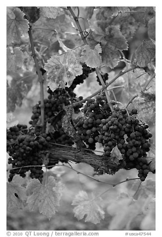 Vine with wine grapes and red leaves in autumn. Napa Valley, California, USA (black and white)