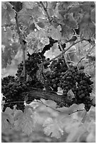Vine with wine grapes and red leaves in autumn. Napa Valley, California, USA ( black and white)