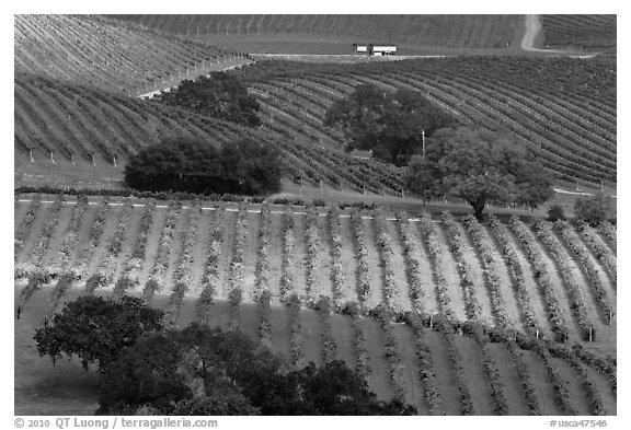 Oak trees and vineyard. Napa Valley, California, USA (black and white)