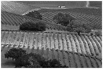 Oak trees and vineyard. Napa Valley, California, USA ( black and white)