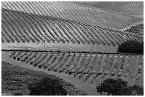 Hillside with rows of vines. Napa Valley, California, USA (black and white)