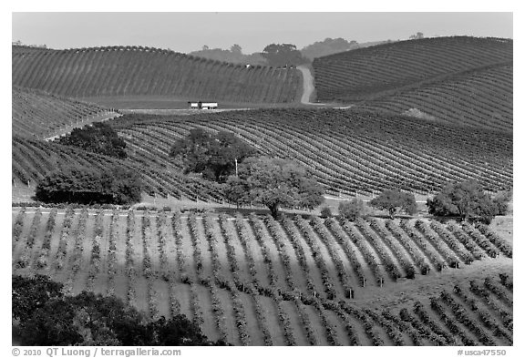 Wine country scenery in Carneros Valley. Napa Valley, California, USA (black and white)