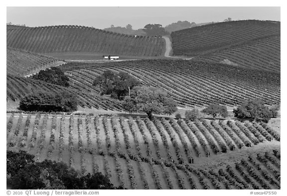 Wine country scenery in Carneros Valley. Napa Valley, California, USA