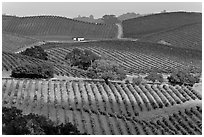 Wine country scenery in Carneros Valley. Napa Valley, California, USA (black and white)