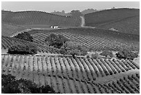 Wine country scenery in Carneros Valley. Napa Valley, California, USA (black and white)