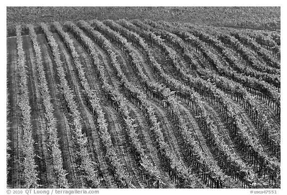 Rows of wine grapes in fall colors. Napa Valley, California, USA (black and white)