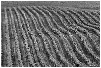 Rows of wine grapes in fall colors. Napa Valley, California, USA ( black and white)