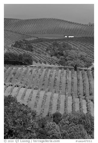 Carneros Valley Vineyard landscape in autumn. Napa Valley, California, USA (black and white)
