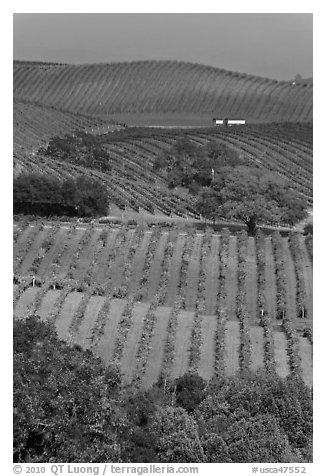 Carneros Valley Vineyard landscape in autumn. Napa Valley, California, USA