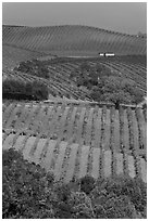 Carneros Valley Vineyard landscape in autumn. Napa Valley, California, USA ( black and white)
