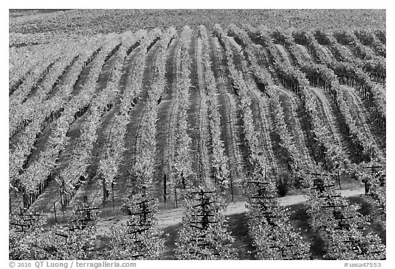 Rows of wine grapes in autumn colors. Napa Valley, California, USA (black and white)