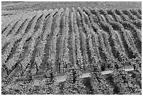 Rows of wine grapes in autumn colors. Napa Valley, California, USA (black and white)