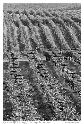 Vineyard with rows of vines in autumn. Napa Valley, California, USA (black and white)