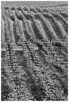 Vineyard with rows of vines in autumn. Napa Valley, California, USA (black and white)