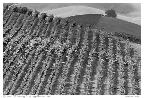Colorful row of vines and hazy hills. Napa Valley, California, USA (black and white)