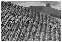 Colorful row of vines and hazy hills. Napa Valley, California, USA ( black and white)