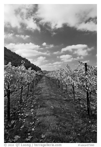 Rows of wine grapes with golden leaves in fall. Napa Valley, California, USA (black and white)