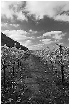 Rows of wine grapes with golden leaves in fall. Napa Valley, California, USA ( black and white)