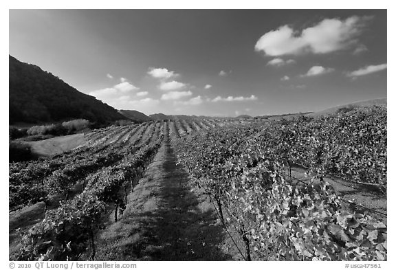 Golden fall colors on grape vines in vineyard. Napa Valley, California, USA (black and white)