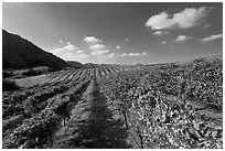 Golden fall colors on grape vines in vineyard. Napa Valley, California, USA (black and white)