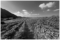 Golden fall colors on grape vines in vineyard. Napa Valley, California, USA (black and white)