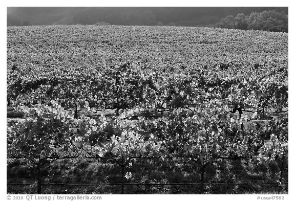 Large vineyard with golden fall colors. Napa Valley, California, USA (black and white)