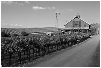 Red barn in vineyard. Napa Valley, California, USA ( black and white)