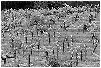 Vines on steep, terraced terrain, autumn. Napa Valley, California, USA ( black and white)