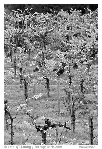 Wine grapes cultivated on steep terraces. Napa Valley, California, USA (black and white)