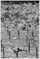 Wine grapes cultivated on steep terraces. Napa Valley, California, USA ( black and white)