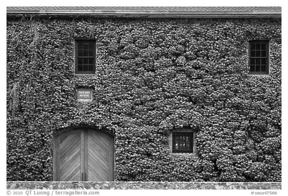 Facade covered with ivy in fall, Hess Collection winery. Napa Valley, California, USA (black and white)
