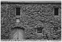 Facade covered with ivy in fall, Hess Collection winery. Napa Valley, California, USA (black and white)