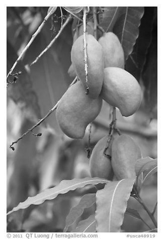 Mango fruit on tree, Gilroy Gardens. California, USA (black and white)