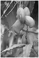 Mango fruit on tree, Gilroy Gardens. California, USA (black and white)