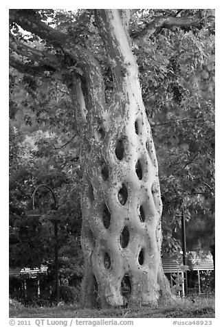 Basket tree formed by six Sycamores grafted together in 42 connections, Gilroy Gardens. California, USA (black and white)