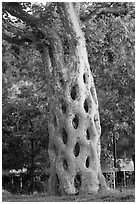 Basket tree formed by six Sycamores grafted together in 42 connections, Gilroy Gardens. California, USA (black and white)