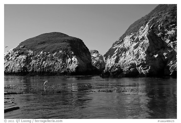 Bird and cliffs, China Cove. Point Lobos State Preserve, California, USA (black and white)