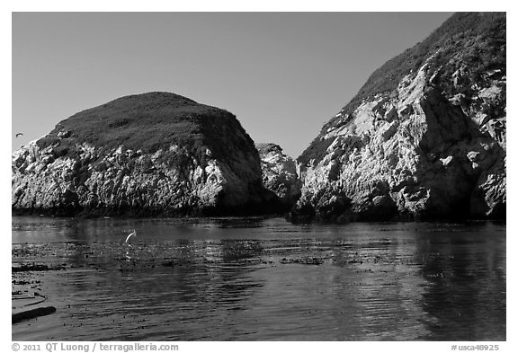 Bird and cliffs, China Cove. Point Lobos State Preserve, California, USA
