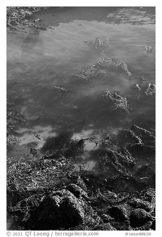Kelp from above. Point Lobos State Preserve, California, USA (black and white)