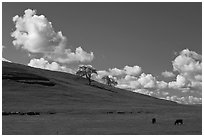 Hillside with clouds, trees, and cows. California, USA (black and white)