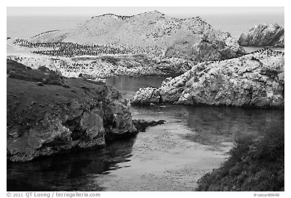 Fjord and rocks laden with birds. Point Lobos State Preserve, California, USA (black and white)