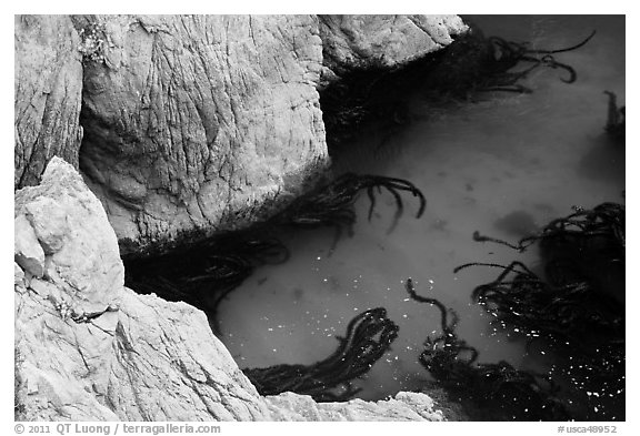 Green waters and kelp, China Cove. Point Lobos State Preserve, California, USA (black and white)