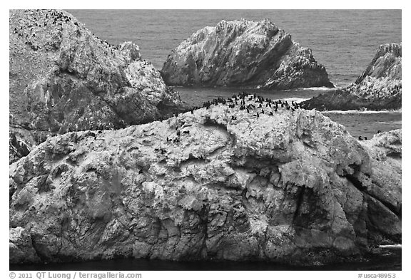 Bird island. Point Lobos State Preserve, California, USA (black and white)