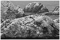 Bird island. Point Lobos State Preserve, California, USA ( black and white)