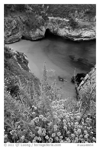 Flowers and cove with green water. Point Lobos State Preserve, California, USA