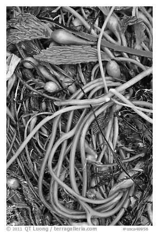 Beached kelp close-up. Point Lobos State Preserve, California, USA