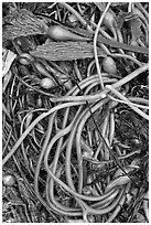 Beached kelp close-up. Point Lobos State Preserve, California, USA (black and white)