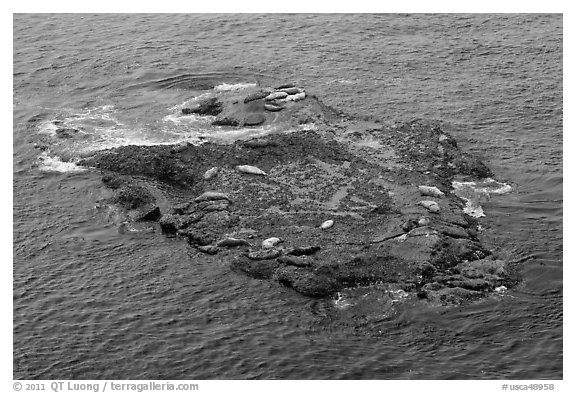 Marine mammals on islet. Point Lobos State Preserve, California, USA (black and white)