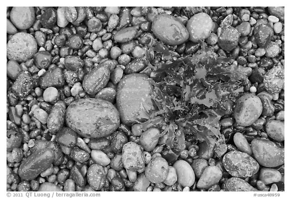 Wet pebbles and red algae. Point Lobos State Preserve, California, USA (black and white)